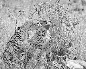 Cheetahs At A Kill