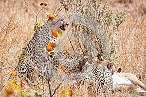 Cheetahs At A Kill