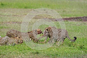 Cheetahs on a kill, Maasai Mara, Kenya, Africa