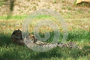 Cheetahs laying in grass