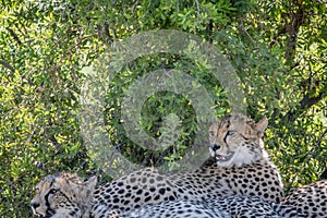 Cheetahs laying in the grass under a bush