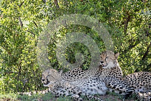 Cheetahs laying in the grass under a bush