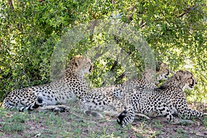 Cheetahs laying in the grass under a bush