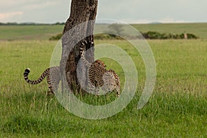 Cheetahs leaving their mark on a tree