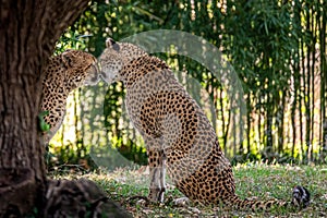 Cheetahs In Love