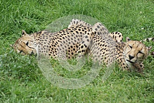 Cheetahs Lying in Grass