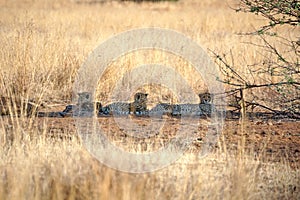 Cheetahs lying in the shade in Pilanesberg National Park