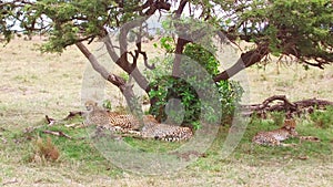 Cheetahs lying under tree in savanna at africa