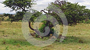 Cheetahs lying under tree in savanna at africa