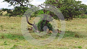 Cheetahs lying under tree in savanna at africa