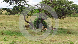 Cheetahs lying under tree in savanna at africa