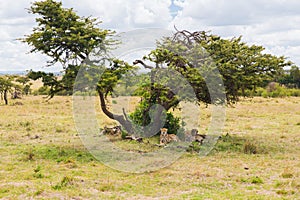 Cheetahs lying under tree in savannah at africa