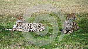 Cheetahs, Maasai Mara National Reserve Kenya