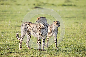 Cheetahs on the Mara