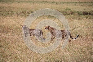 Cheetahs on the Masai Mara