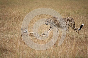 Cheetahs in the Masai Mara