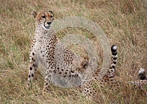 Cheetahs in the Masai Mara