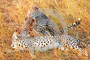 Cheetahs in Masai Mara