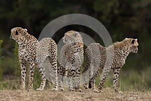 Cheetahs of Masai Mara photo