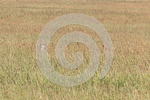 Cheetahs in Masai Mara National Reserve, Ken