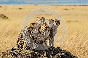 Cheetahs in Masai Mara National Reserve, Kenya