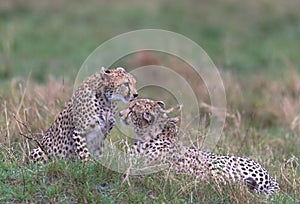 cheetahs of masaimara captured in my last trip to Masaim