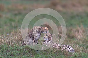 cheetahs of masaimara captured in my last trip to Masaim