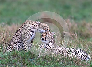 cheetahs of masaimara captured in my last trip to Masaim