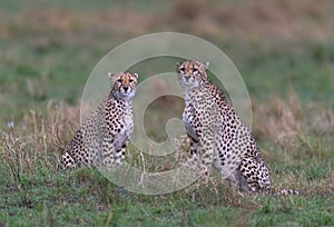 cheetahs of masaimara captured in my last trip to Masaim