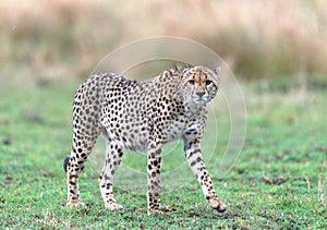 cheetahs of masaimara captured in my last trip to Masaim