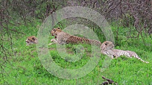 Cheetahs with mother