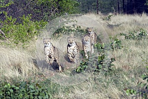 Cheetahs in Namibia