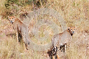 Cheetahs - Namibia