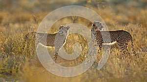 Cheetahs in natural habitat - Kalahari desert