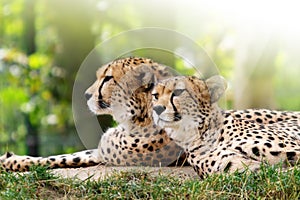 Cheetahs