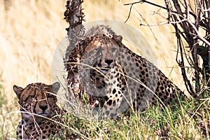 Cheetahs near the tree.
