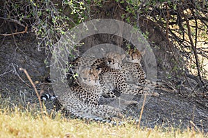 Cheetahs at the Okavango delta