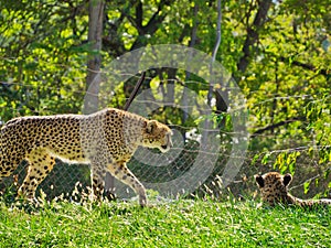 Cheetahs in Omaha's Henry Doorly Zoo and Aquarium in Omaha Nebraska