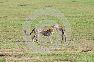 Cheetahs play in the Masai Mara