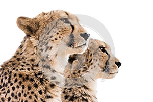 Cheetahs Portrait white background