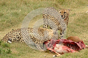 Cheetahs with prey photo