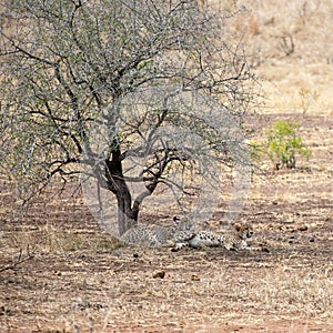 Cheetahs resting after feeding under acacia tree in Africa