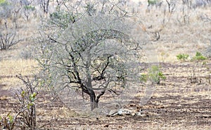 Cheetahs resting after feeding under tree in Africa