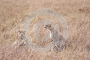 Cheetahs resting in tall grass