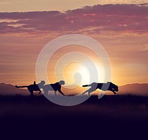 Cheetahs running at sunset