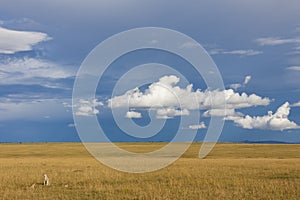 Cheetahs in savanna