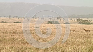 Cheetahs in the Serengeti