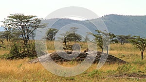 Cheetahs in the Serengeti