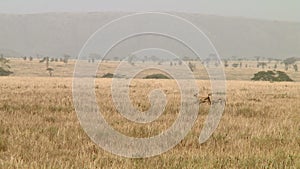 Cheetahs in the Serengeti