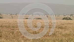 Cheetahs in the Serengeti